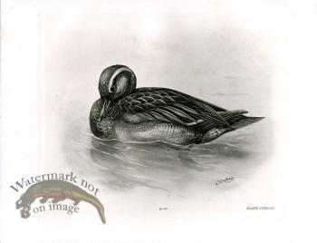 Bird 15   GARGANEY